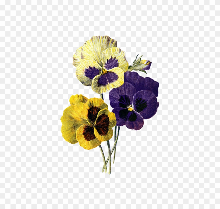 Flower Vintage Pansy Pansies Viola Nature Floral - Old Botanical Drawing Pansies Clipart