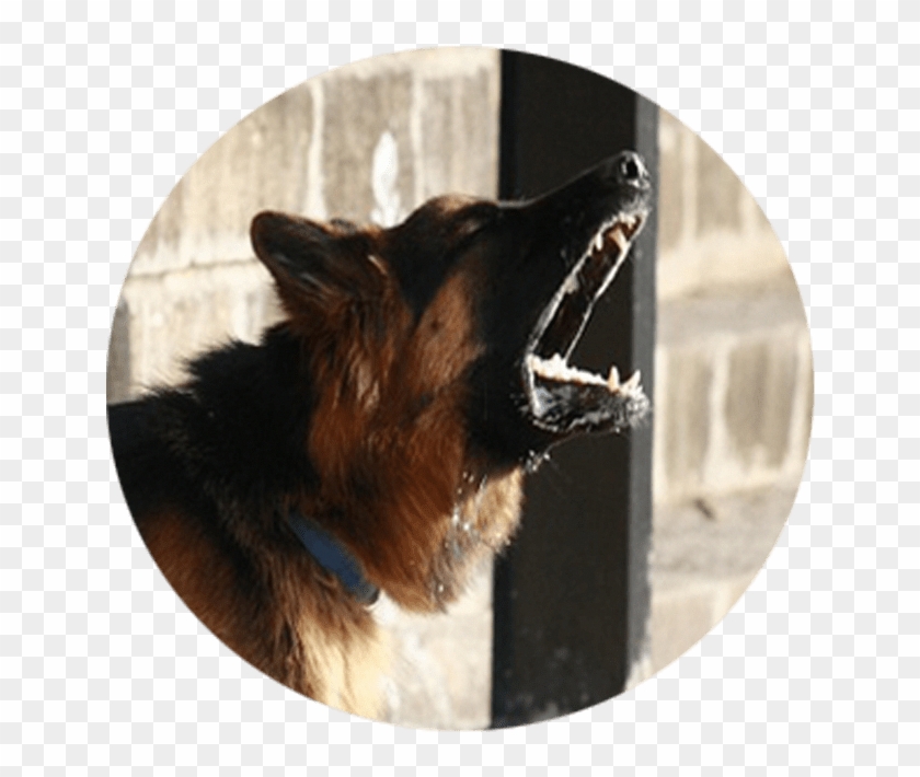 Six Steps To Stop Your Dog From Barking - Dog Videos Barking Clipart #5526272