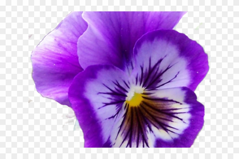 Pansy Clipart - Png Download