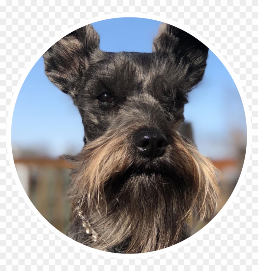 Lucy - Standard Schnauzer Clipart #5526698