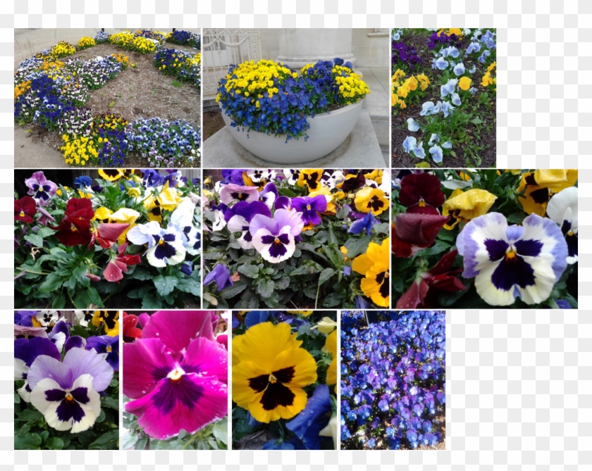 Pansy Clipart #5526941