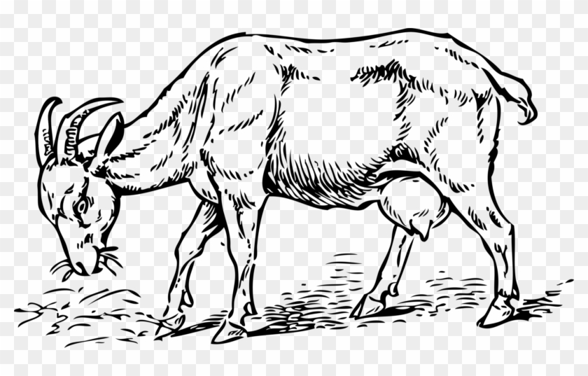 See Here Goat Clipart Black And White Photos Free Download - Png Download