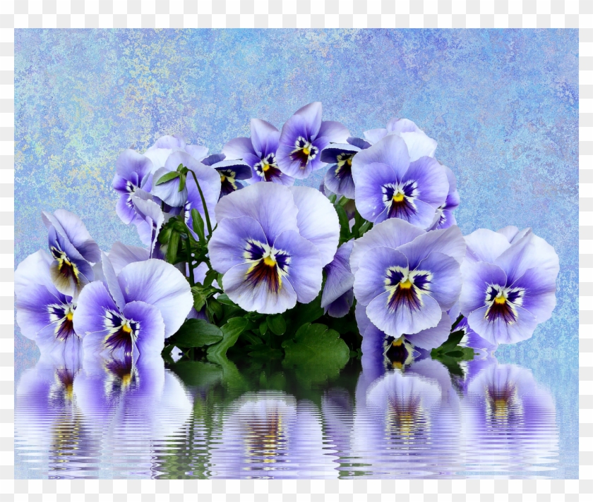 Pansy Spring Nature - Psp Tubes Lente Clipart #5527128