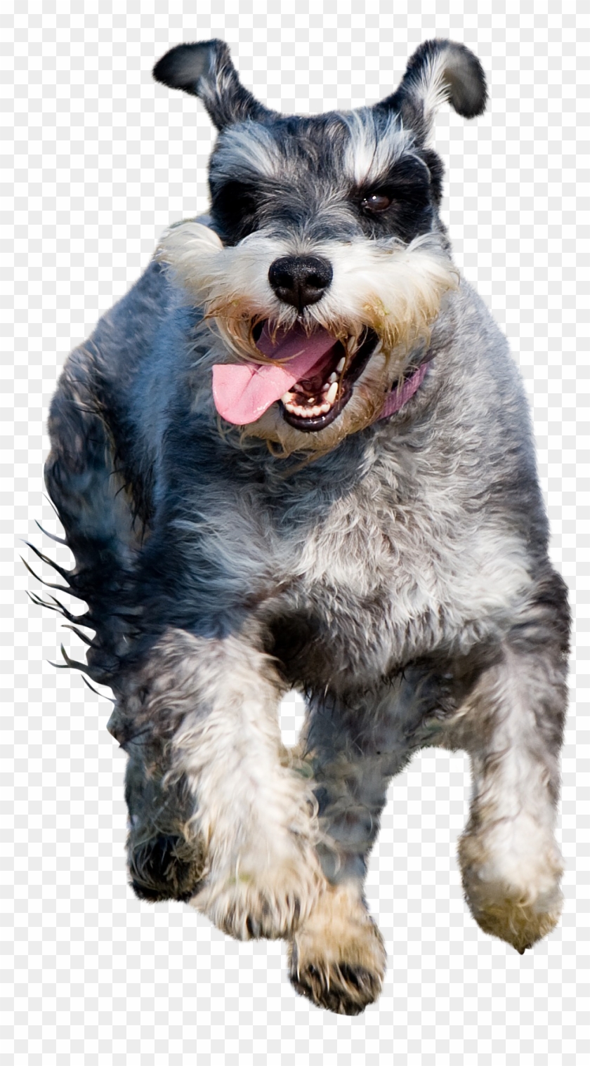 Schnauzer-275936 Clip - Dog Catches Something - Png Download