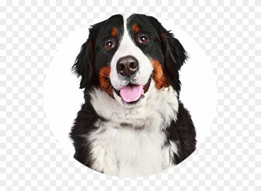 6 Puppy Training Guide, Aussie Puppies, Dogs And Puppies, - Bernese Mountain Dog White Background Clipart #5527316