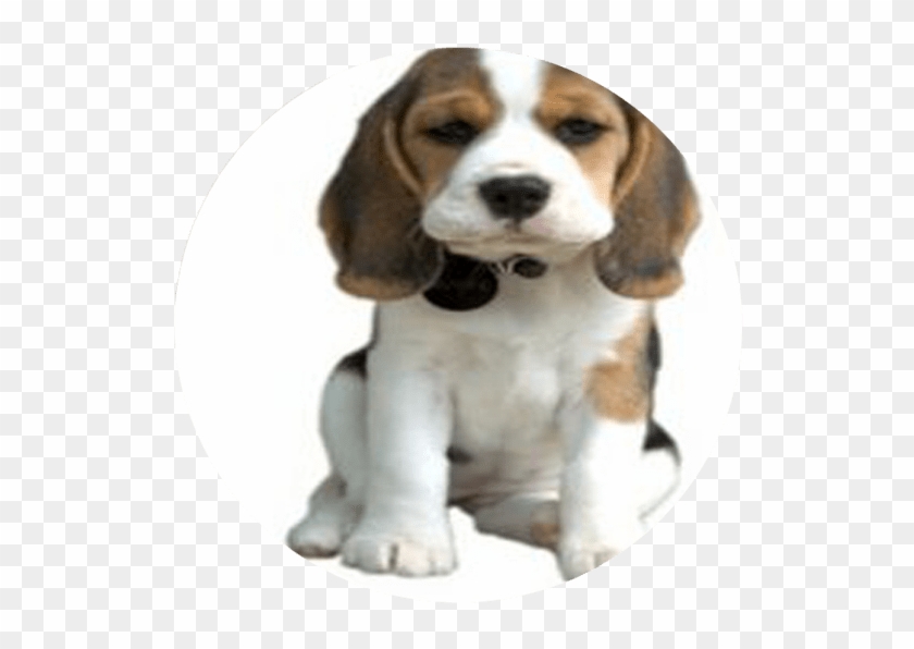 The Dog Barking, Dog Treats, Mans Best Friend, Pugs, - Cute Puppy Dog Png Clipart