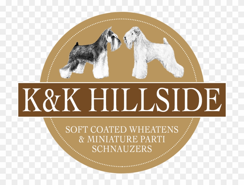 K&k Hillside Soft Coated Wheaten Terriers - Standard Schnauzer Clipart #5527643