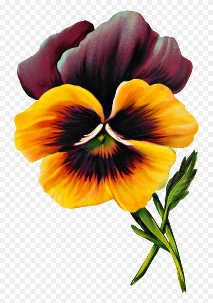 Clipart At Getdrawings - Pansy - Png Download #5527685