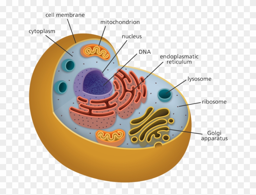 All Of My Organelles Including The Cytoplasm, Mitochondria, - Organelles Biology Clipart #5528216