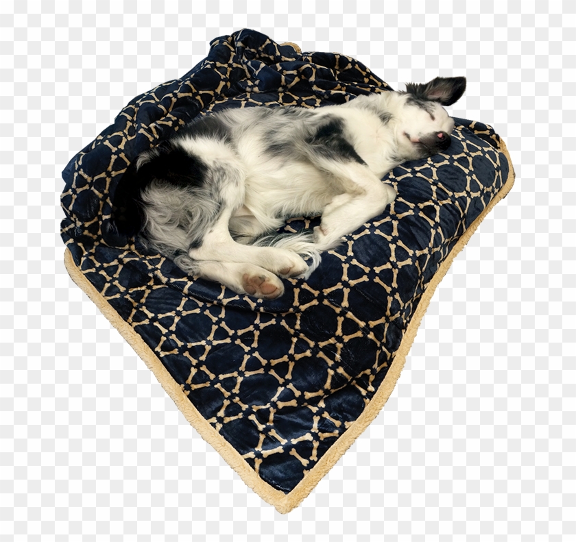 Arlee Pet Products Folded Two Layer Hexabone Midnight - Companion Dog Clipart #5529381