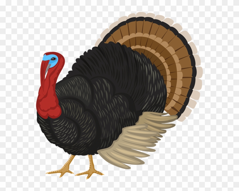 Turkey Png Clipart - Domesticated Turkey Transparent Png #5532506