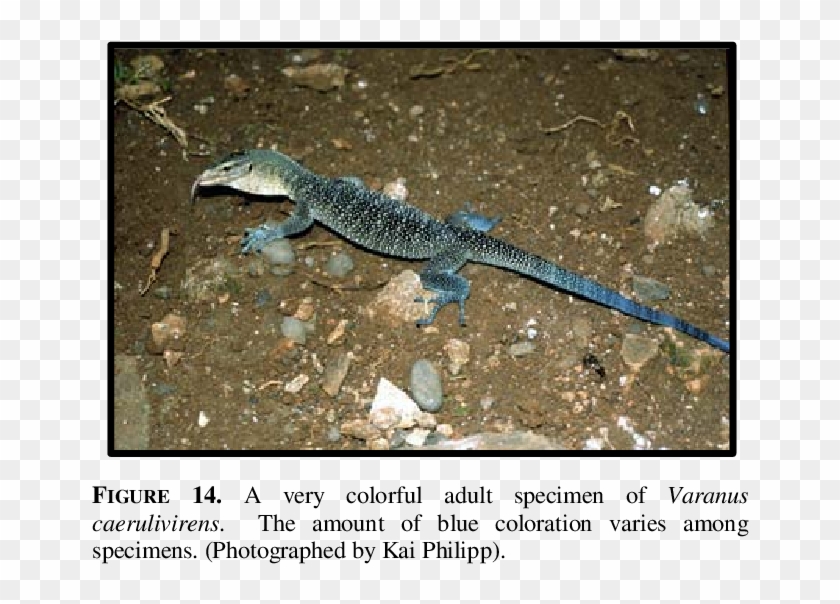 Varanus Caerulivirens Is Characterized By A Light, - Varanus Caerulivirens Clipart