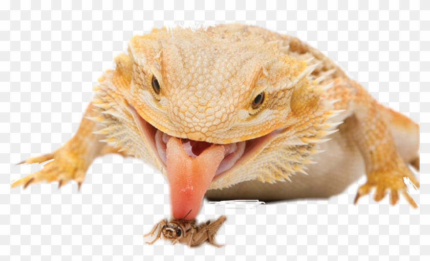 #lizzard #lick #tongue #bug #eat#freetoedit Clipart