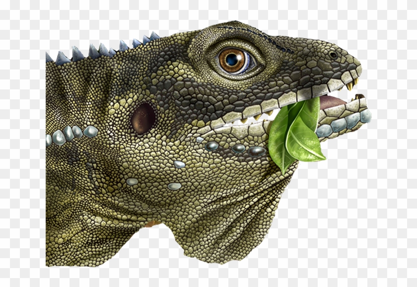 Some Of Their Musical Imagery Includes Reptiles And - Green Iguana Clipart