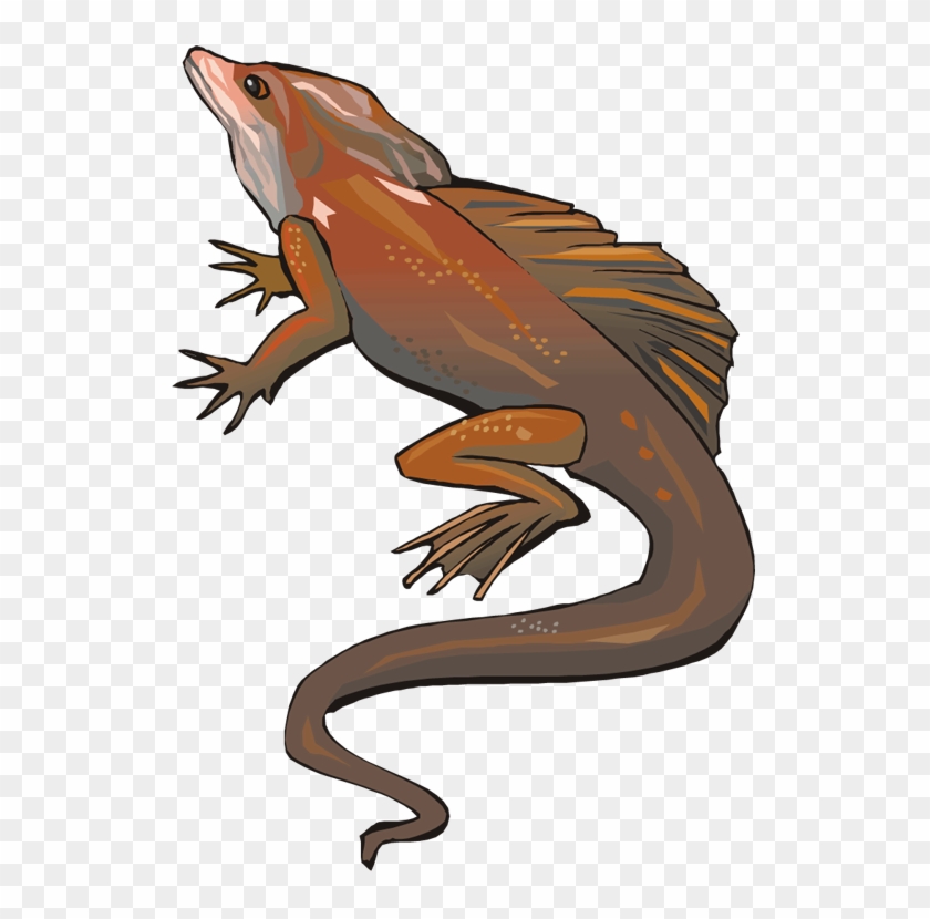 Lizard Clipart - Eastern Newt - Png Download