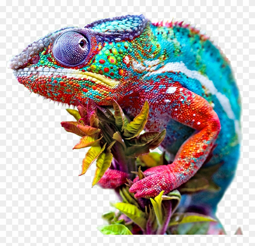 Change Agency Chameleon Adapts - Girgit Ki Tarah Rang Badalna Clipart