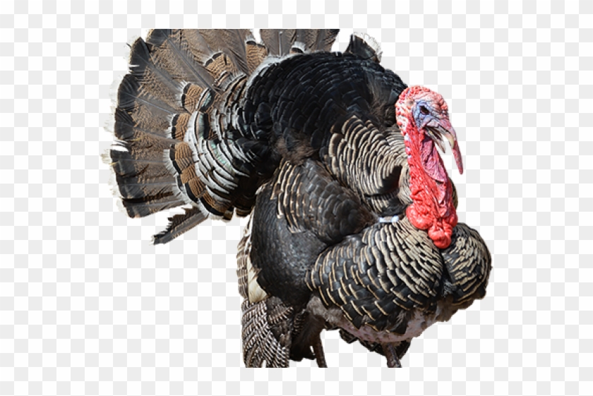 Turkey Bird Png Transparent Images - Turkey Transparent Background Clipart #5533417