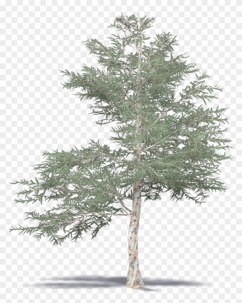 Japanese Red Pine - Mexican Pinyon Clipart #5535938