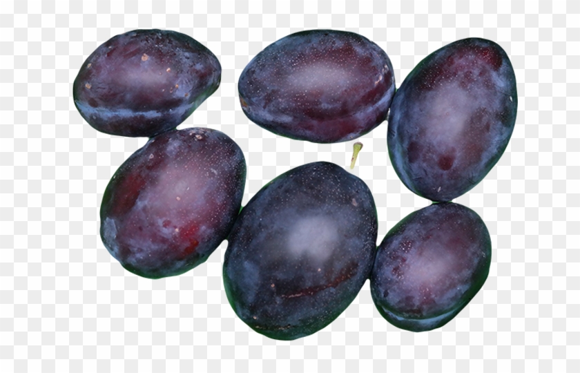 Three Types Of Plum Are Commonly Grown In Utah - Varieties Of Plums Clipart