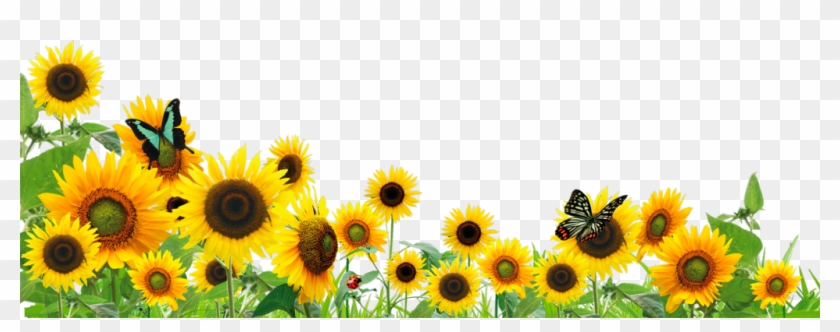#ftestickers #flowers #sunflowers #butterfly #border - Sunflower Butterfly Border Clipart - Png Download