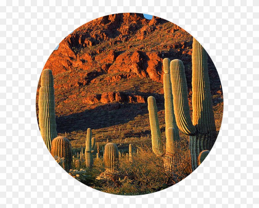 Zack Richards Conservation - Hedgehog Cactus Clipart