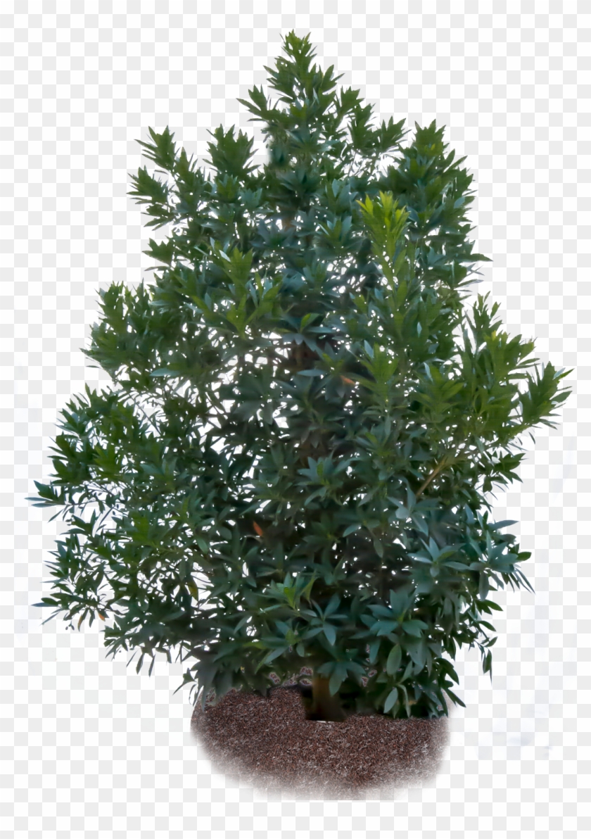 Japanese Blueberry - Blueberries Tree Png Clipart