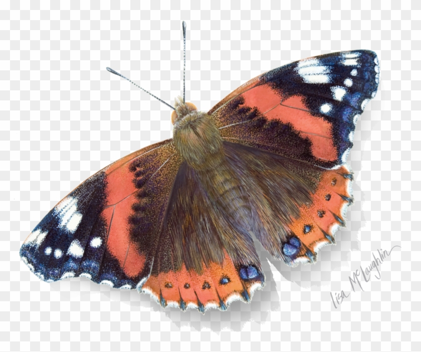 Eye To Eye With A Butterfly - Vanessa Atalanta Clipart