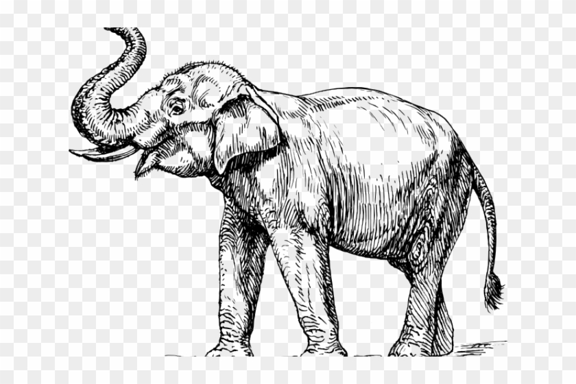 Asian Elephant Clipart Black And White - Elephant Trunk Up Drawing - Png Download