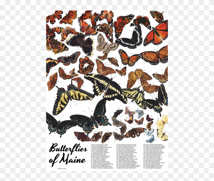 Butterflies - Maine Clipart #5539041