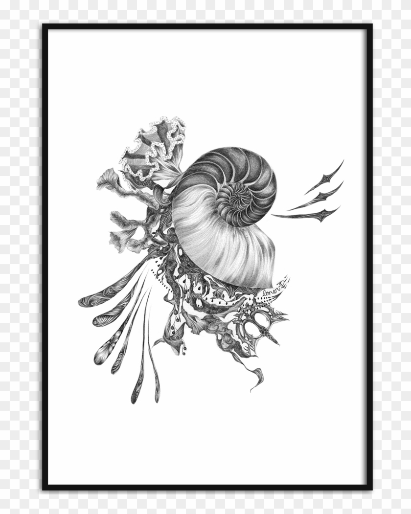Concha Nautilus - Motif Clipart