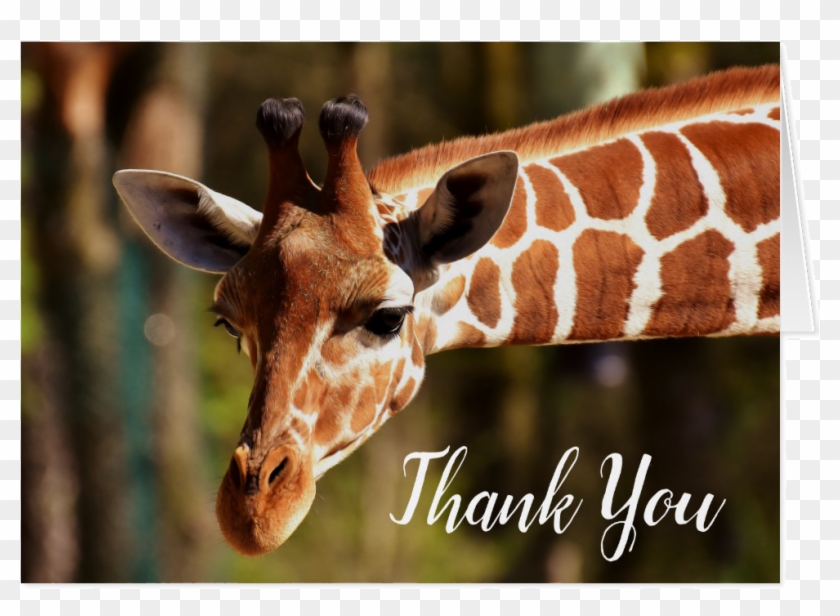 Vintage - Endangered Animals In Dublin Zoo Clipart