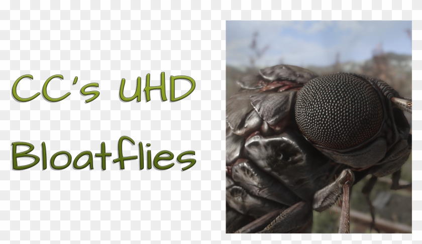 Straight Donations Accepted - House Fly Clipart #5541966