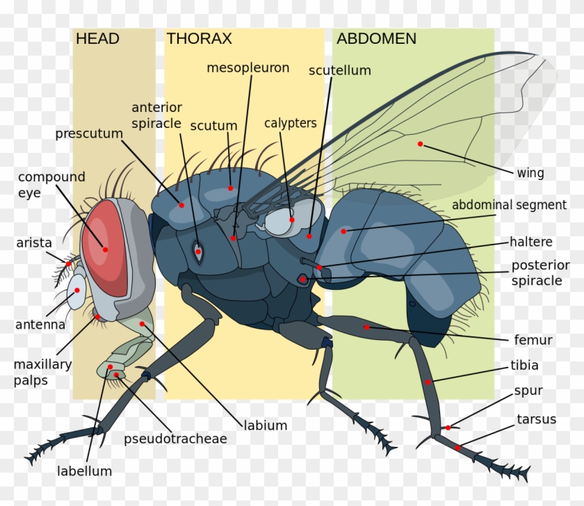 Housefly Anatomy Key En - Fly Anatomy Clipart