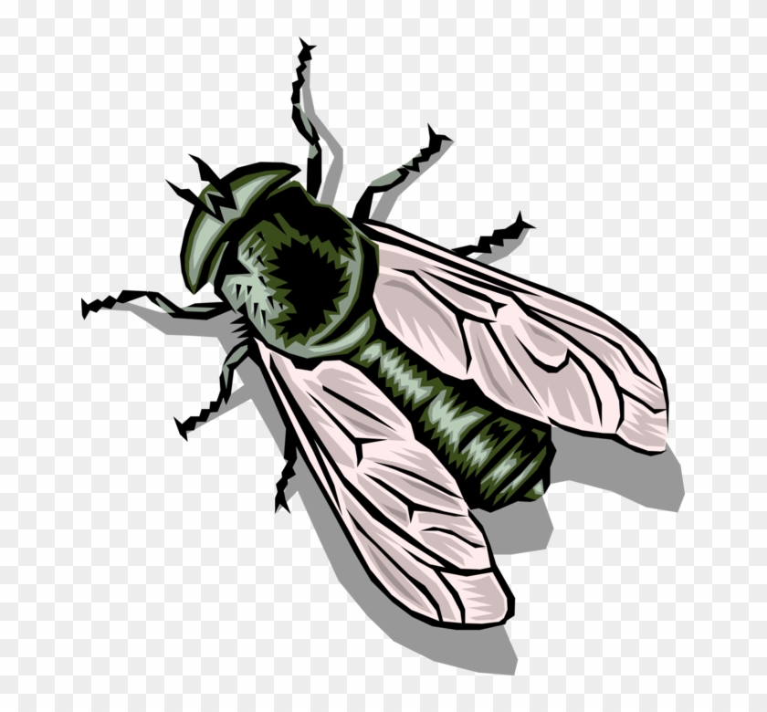 Vector Illustration Of Common Housefly Insect Fly - Housefly Clipart
