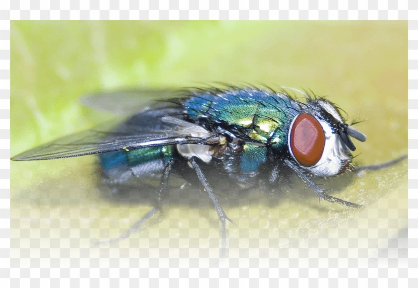 Fly Control - House Fly Clipart #5542104