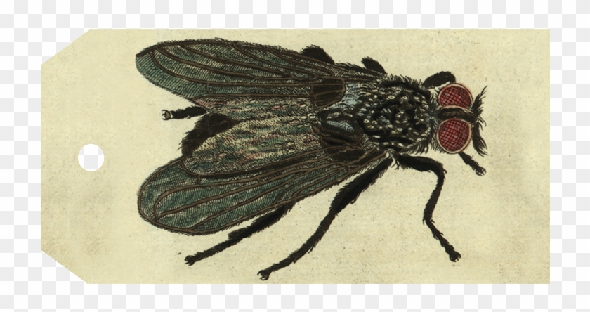 Net-winged Insects Clipart #5542315