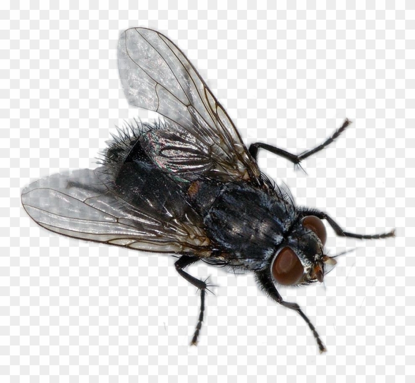 Facts, Identification & Control - Transparent Png Fly Png Clipart #5542616