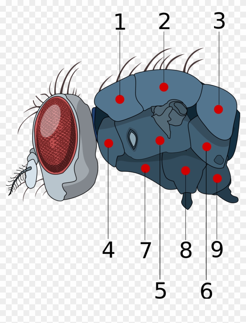 File - Housefly Thorax-key - Svg - House Fly Thorax Clipart #5542655