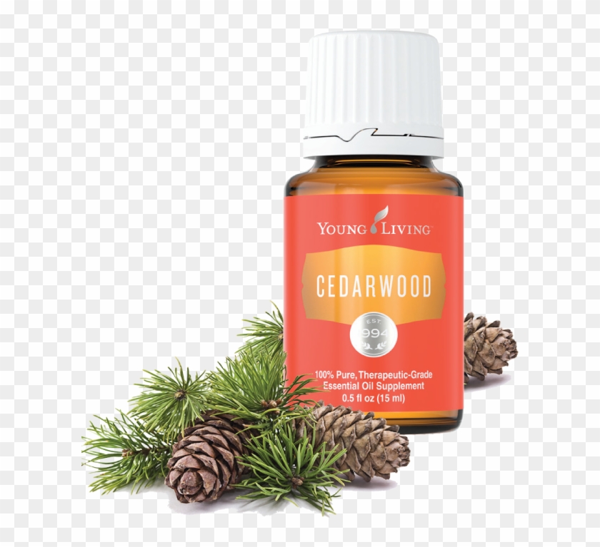 Red Pine Young Living Clipart #5542784