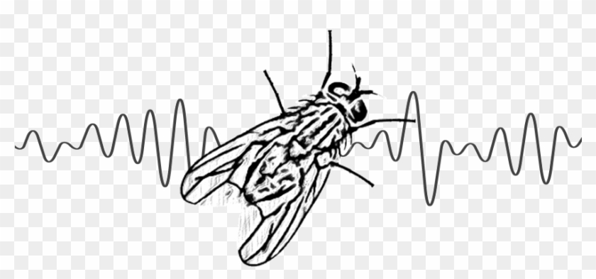 भिमणाट - Net-winged Insects Clipart