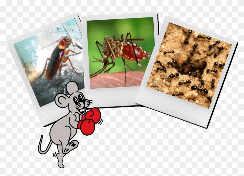 Pest Photo Contest - Cartoon Clipart #5543168