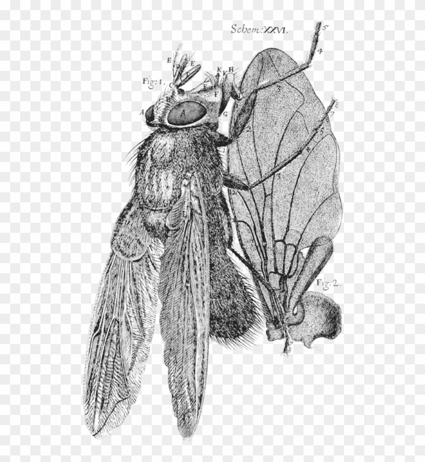 Or Some Physiological Descriptions Of Minute Bodies - Robert Hooke Micrographia Fly Clipart #5543211