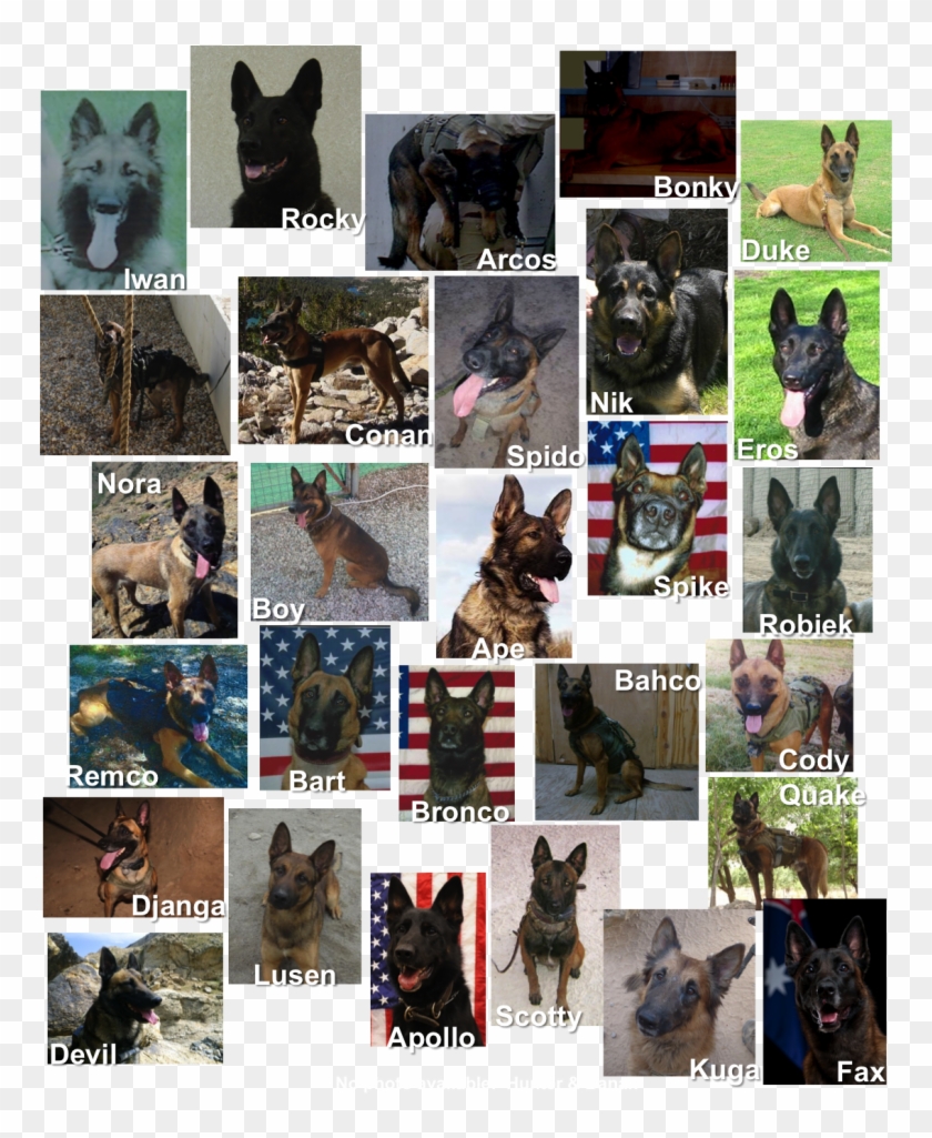 The Statue Is A Life Size Bronze Belgian Malinois, - Old German Shepherd Dog Clipart #5543478