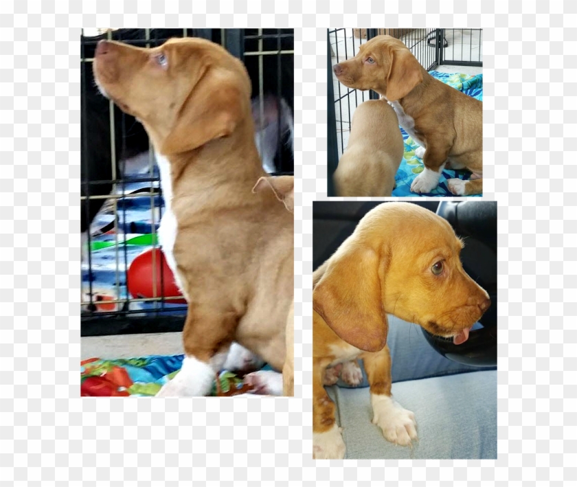 Daschund German Shepherd Mix - Labrador Retriever Clipart #5543576