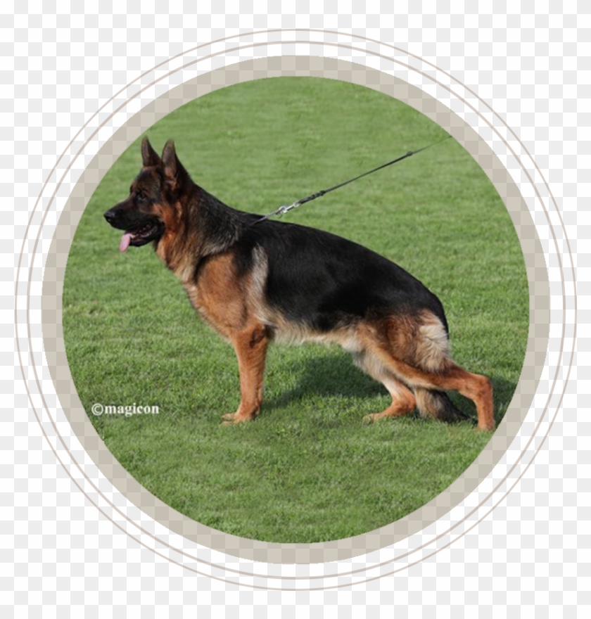 German Shepherd Smiling - German Shepherd Pure Bred Clipart