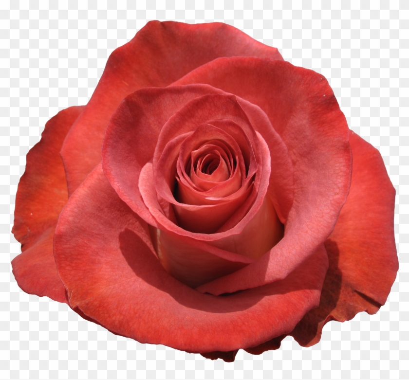 Rose Leonidas - Floribunda Clipart #5546274
