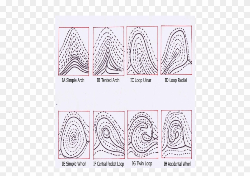 Types Of Finger Patterns - Identifying Fingerprints Clipart