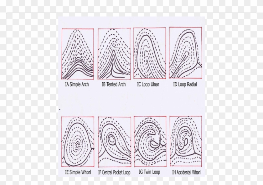 Types Of Finger Patterns - Identifying Fingerprints Clipart #5546661