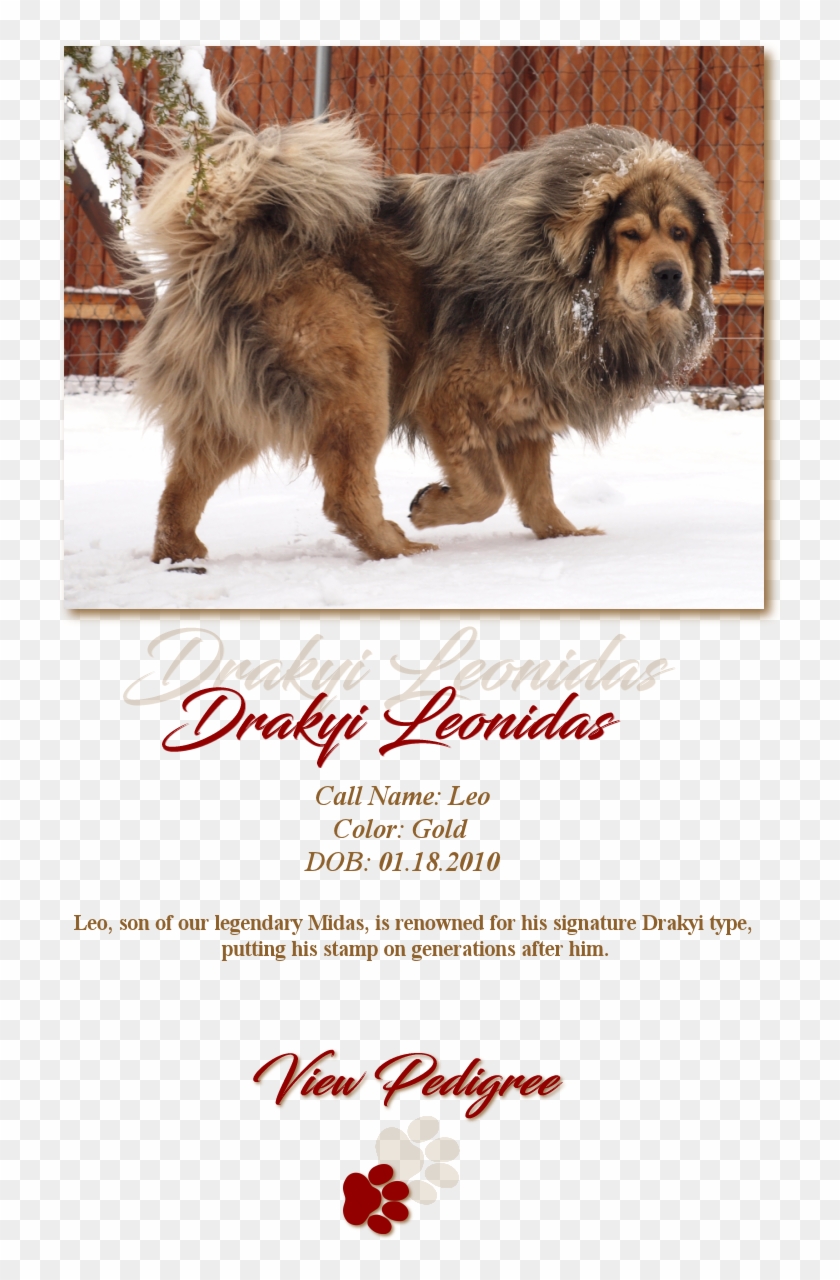 About Us - Masai Lion Clipart