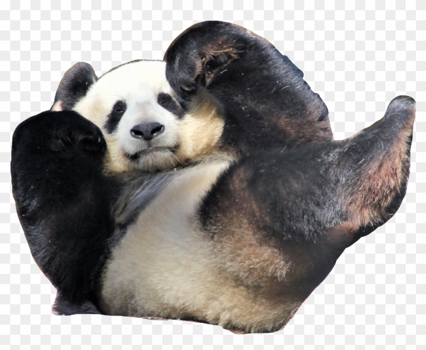 Hello My Name Is Panda - Pandas Licking Copper And Iron Clipart